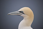 northern gannet