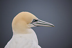 northern gannet