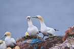 northern gannet