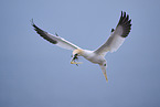 northern gannet