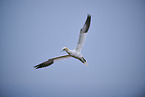 northern gannet