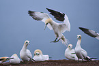 northern gannet