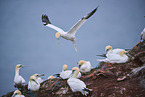 northern gannet