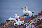 northern gannet