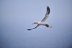northern gannet