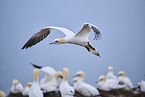 northern gannet