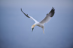 northern gannet