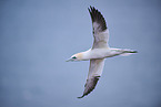 northern gannet