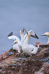 northern gannet