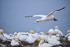 northern gannet