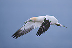 northern gannet
