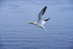 northern gannet