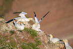 northern gannet