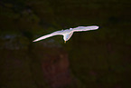 flying gannet