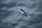 flying gannet