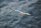 flying gannet