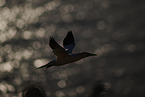 flying gannet