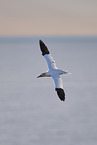 flying gannet