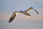 flying gannet