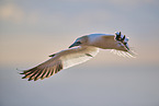 flying gannet