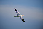 flying gannet