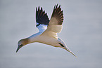 flying gannet