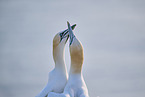 gannet portrait