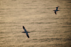 flying gannets