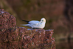 gannet