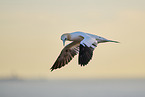 flying gannet
