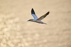 flying gannet