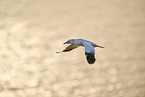 flying gannet