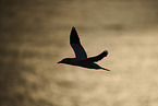 flying gannet