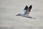 flying gannet