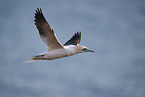 flying gannet