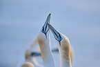 gannet portrait