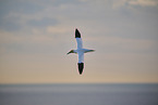 flying gannet