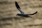 flying gannet