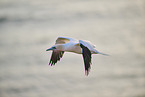 flying gannet