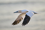 flying gannet