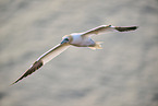 flying gannet