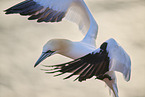 flying gannet