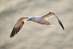flying gannet