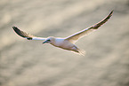 flying gannet