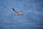 flying gannet