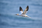 flying gannet