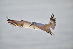 flying gannet