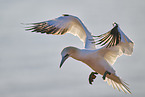 flying gannet