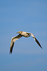 flying gannet