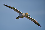 flying gannet